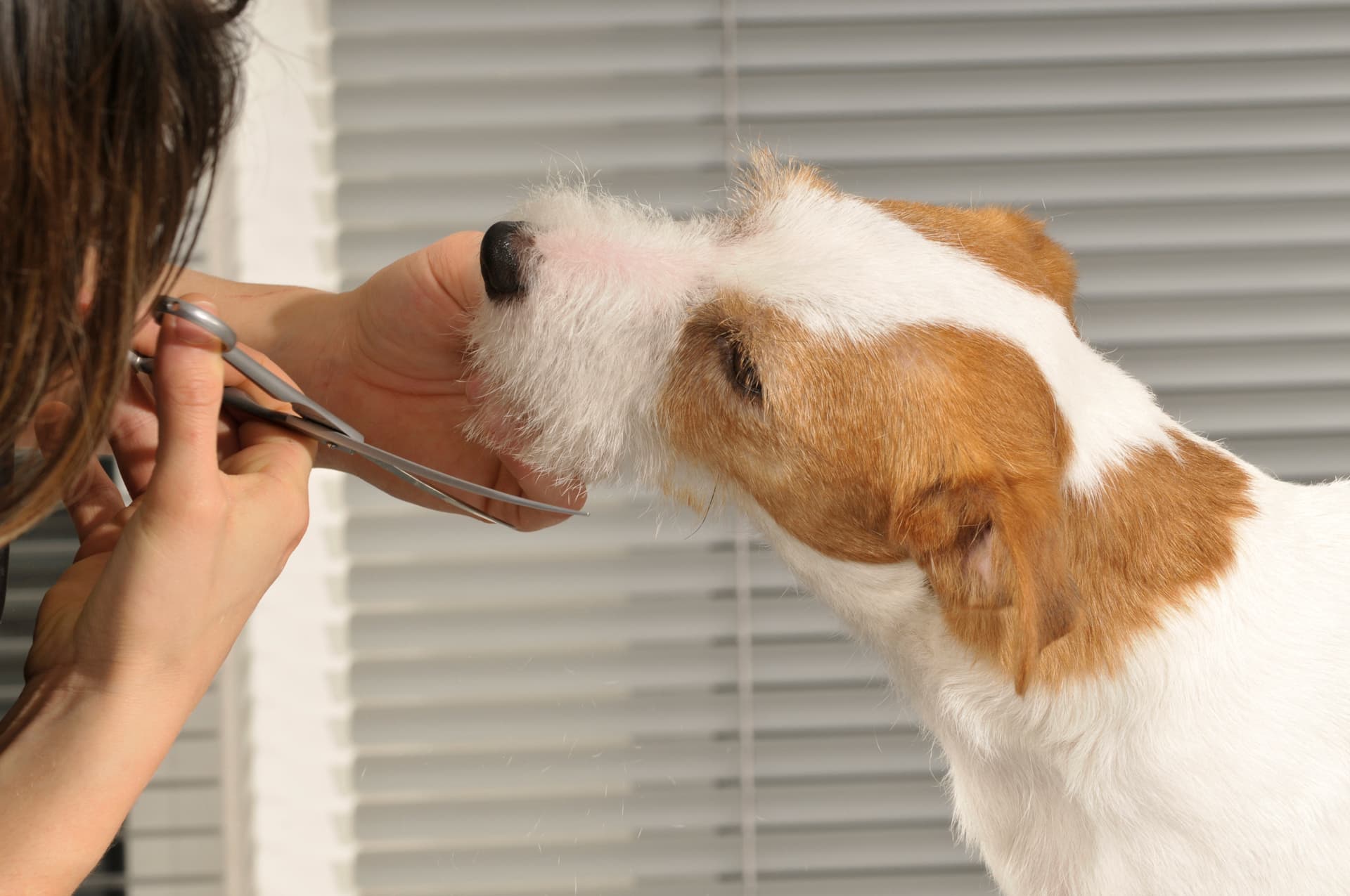  ¿Tu perrito necesita un cambio de look? ¡Pide cita con nosotros!