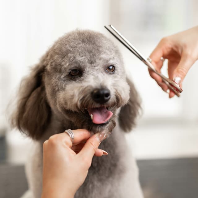Contactar con peluquería canina Sua