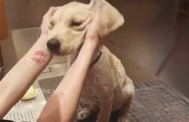 Masajes relajantes para tu mascota en Ourense