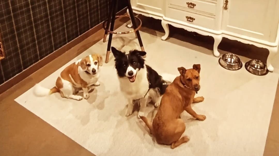 Peluquería canina en Ourense