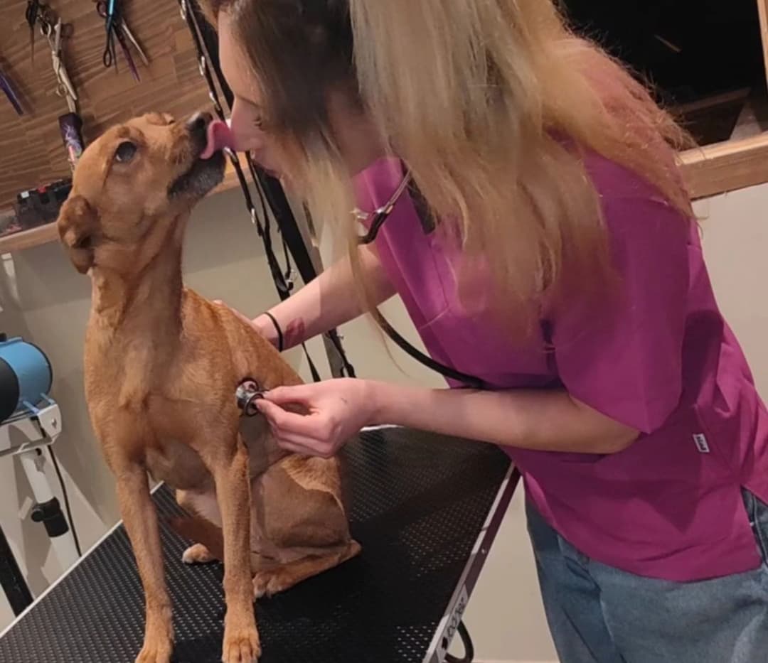 Los mejores servicios de peluquería para tu mascota en Ourense
